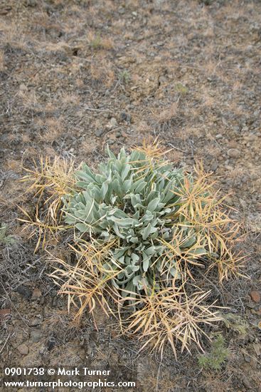 Phoenicaulis cheiranthoides