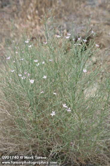 Stephanomeria minor var. minor