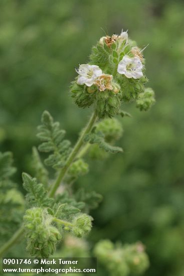 Phacelia ramosissima