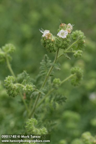 Phacelia ramosissima
