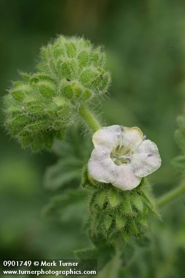 Phacelia ramosissima