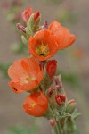 Orange Globe Mallow blossoms detail