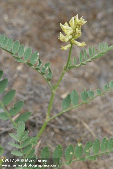 Astragalus sp.