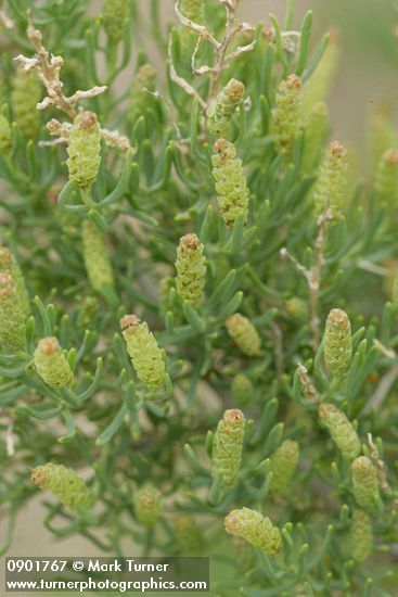 Sarcobatus vermiculatus