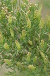 Greasewood blossoms & foliage