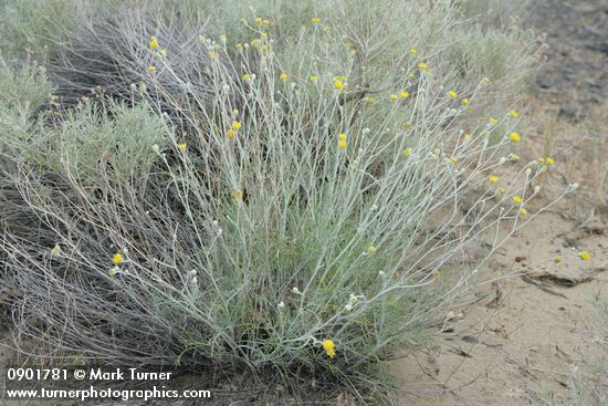 Hymenopappus filifolius