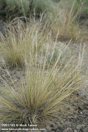 Hesperostipa comata (Stipa comata)