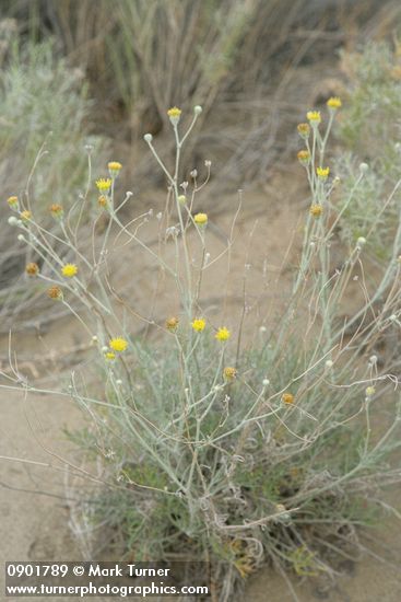 Hymenopappus filifolius