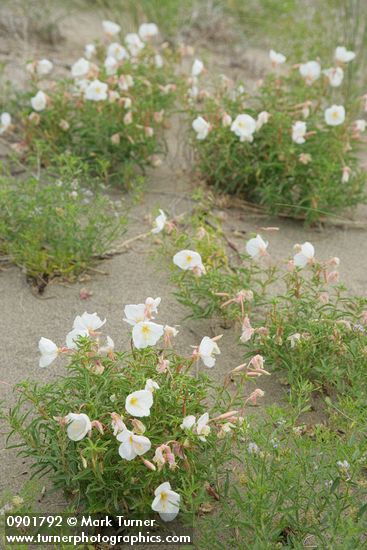 Oenothera pallida