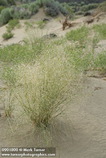 Achnatherum hymenoides (Oryzopsis hymenoides)