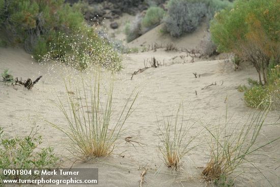 Achnatherum hymenoides (Oryzopsis hymenoides)