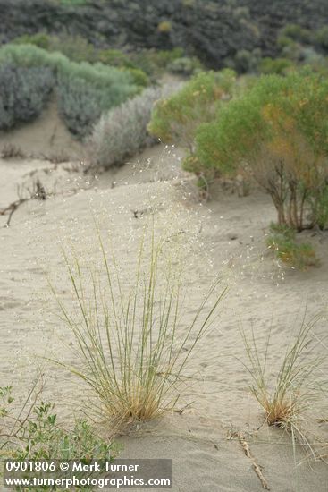 Achnatherum hymenoides (Oryzopsis hymenoides)