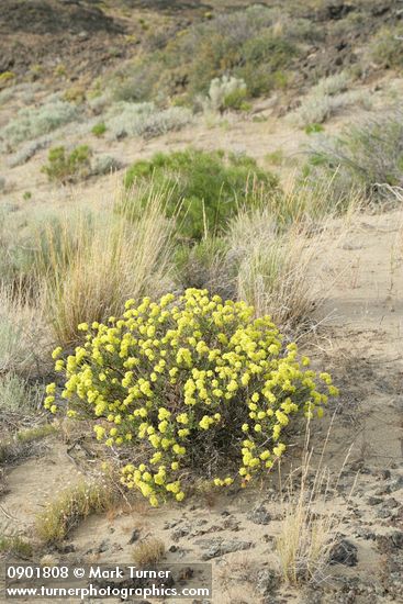 Eriogonum sphaerocephalum; Pseudoroegneria spicata