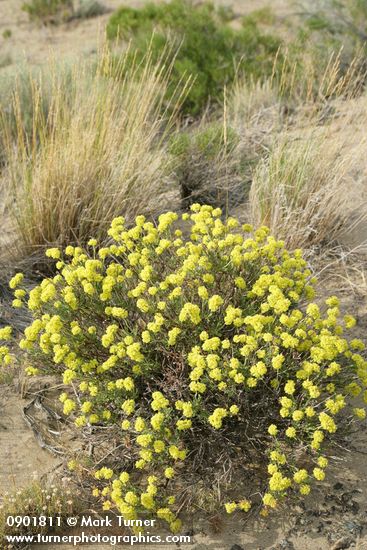 Eriogonum sphaerocephalum; Pseudoroegneria spicata