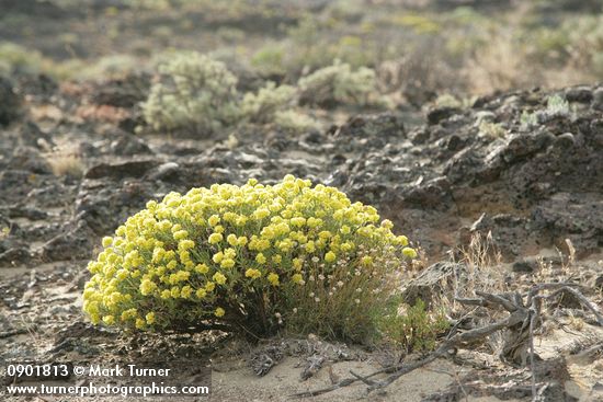 Eriogonum sphaerocephalum