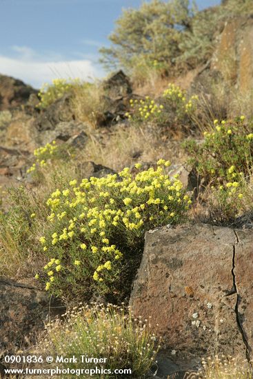 Eriogonum sphaerocephalum