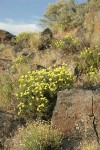 Round-headed Desert Buckwheat in sage-steppe habitat