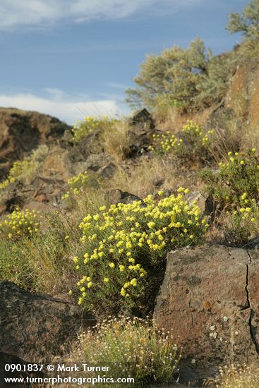 Eriogonum sphaerocephalum