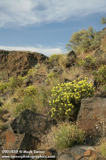 Eriogonum sphaerocephalum
