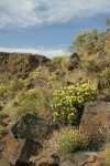 Round-headed Desert Buckwheat in sage-steppe habitat