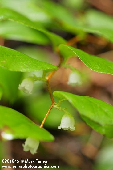 Gaultheria ovatifolia