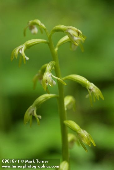 Corallorrhiza trifida