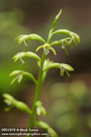 Corallorrhiza trifida