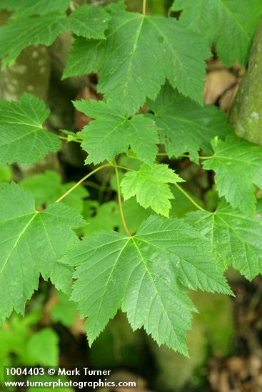 Acer glabrum var. douglasii