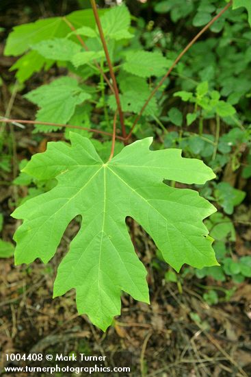 Acer macrophyllum