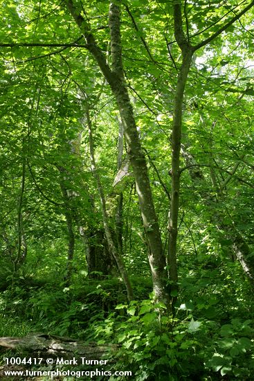 Acer glabrum var. douglasii