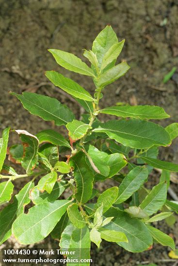 Salix sitchensis
