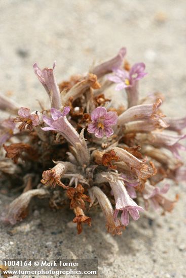 Orobanche ludoviciana