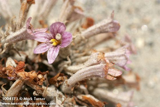 Orobanche ludoviciana