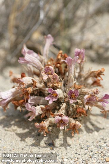 Orobanche ludoviciana