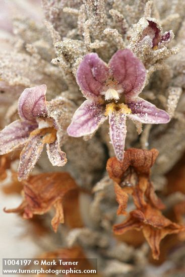 Orobanche ludoviciana