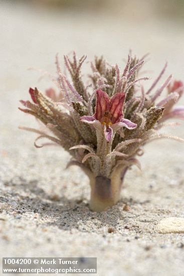 Orobanche ludoviciana