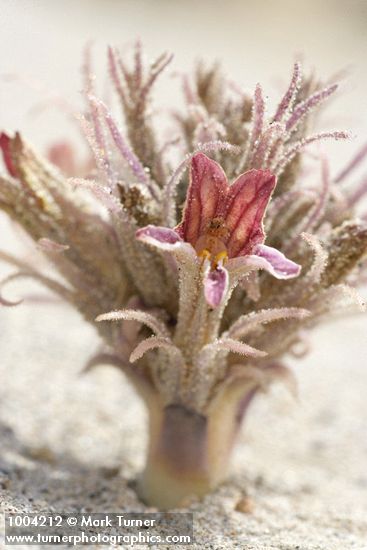 Orobanche ludoviciana