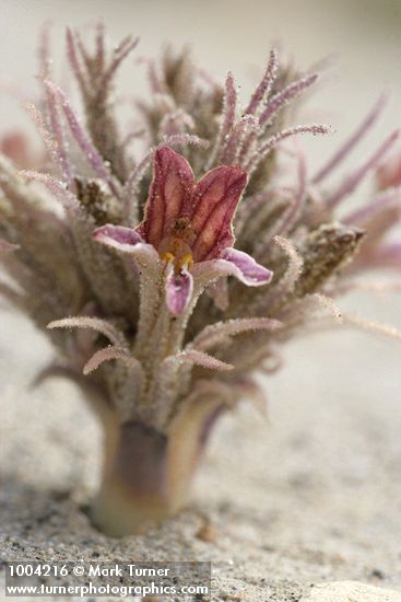 Orobanche ludoviciana