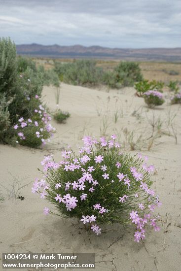 Phlox longifolia