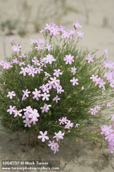 Phlox longifolia