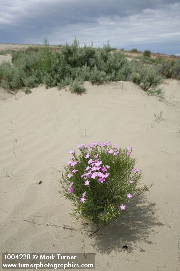 Phlox longifolia