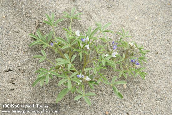 Lupinus pusillus var. intermontanus