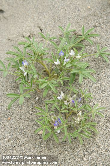 Lupinus pusillus var. intermontanus