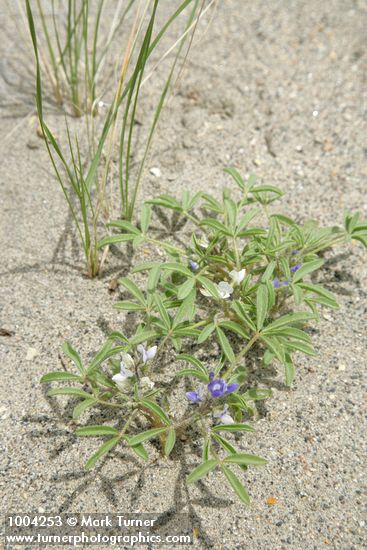 Lupinus pusillus var. intermontanus