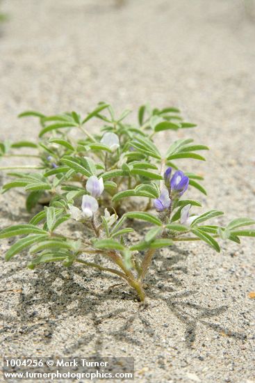 Lupinus pusillus var. intermontanus