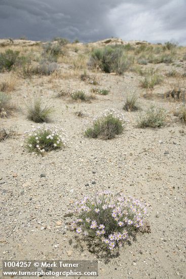 Erigeron filifolius