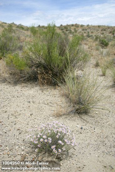 Erigeron filifolius