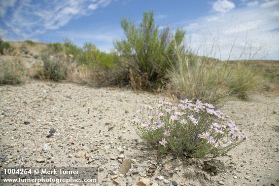 Erigeron filifolius