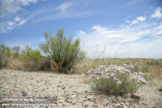 Erigeron filifolius