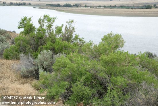 Sarcobatus vermiculatus